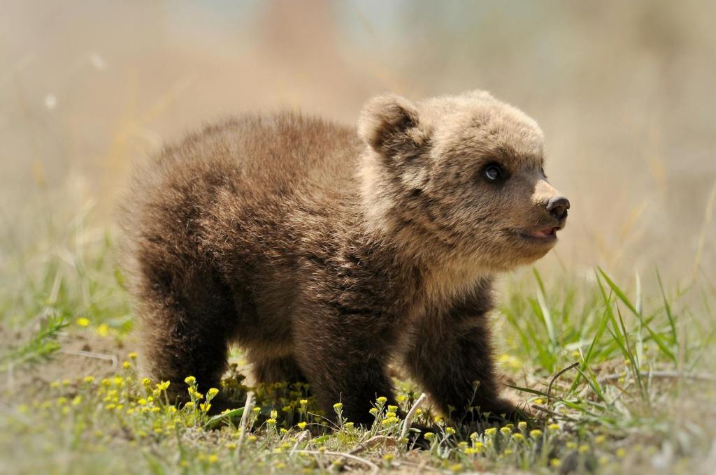 Buy a T-Shirt, Kill a&nbsp;Bear.